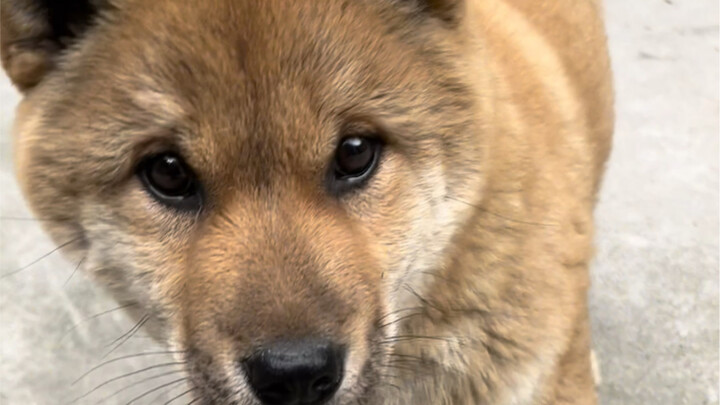 كلب القرية في الطفولة: أنت تعتني به ماديًا، وهو يعتني بك روحيًا.