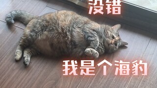 试图与悲伤的毛绒海豹沟通