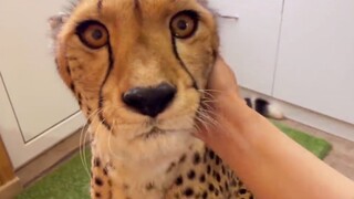 当猎豹被抚摸耳朵，它深情地望着妈妈