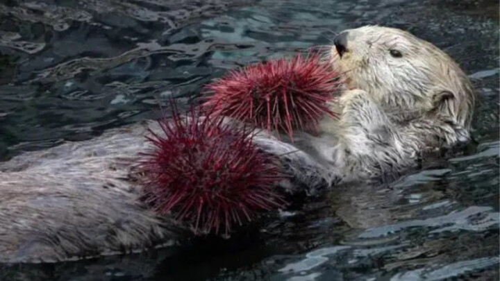 Sea otter: A true foodie forages right where they are and eats anytime!