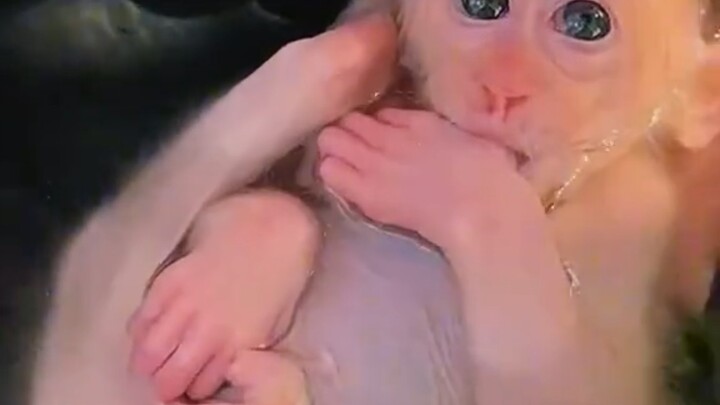 I gave the white-haired monkey a bath.