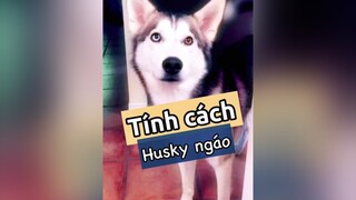 Tính cách husky ngáo nè!!!! chó_cưng thucung nuoidaythucung thucungvuinhon thucungdethuong pet chó