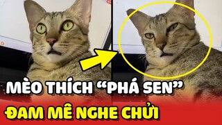Chú mèo thích PHÁ SEN đang LÀM VIỆC vì đam mê được NGHE CHỬI 😂 | Yêu Lu