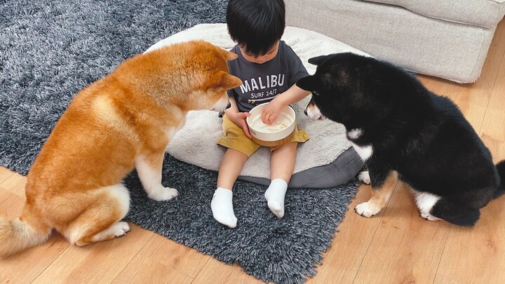 เจ้านายเลี้ยงอาหารหมาอย่างช้าๆ ไม่เร่งรีบ จนเจ้าชิบะข้างๆ ใจจะระเบิดแล้ว!