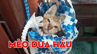 Những Con Mèo Dễ Thương #10 | Thành Viên Mới Mèo Dưa Hấu | New Member Dua Hau Cat |@Ống Kính TV
