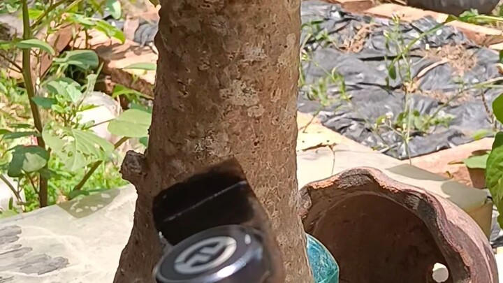 nyadap bunga