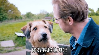 没想到狗狗才是主角