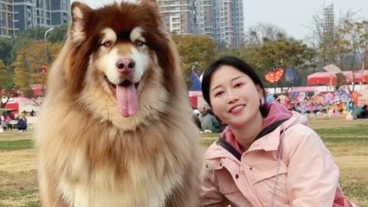 Mengajak jalan-jalan anjing Alaska seberat 60 kg, siapa yang tidak ingin memiliki anak anjing mengge