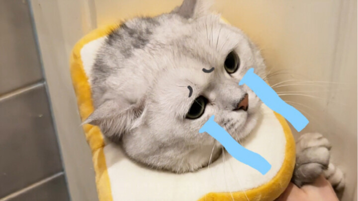 Tại sao lại tè vào vali của mẹ vậy á á á á