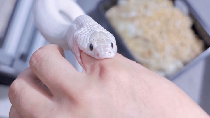 What should you do if a snake swallows your finger?