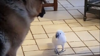 Parrot: Look, do I sound just like them?