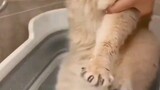 Kenapa Kucing Sangat Membenci Air?