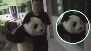 Eh? Apakah begitu suara panda?