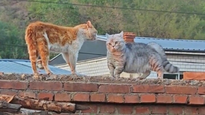 Who knows how cute those two jumps are?