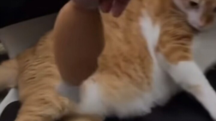 Cat: Don't bother me.
