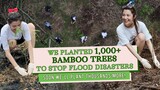PLANTING BAMBOO TREES TO PREVENT FLOOD DISASTERS