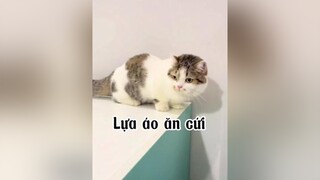 Cô chú nào mún múc đồ thì zô baiiii ố ồ nha mèo cat