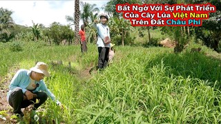 Tập 233: So sánh lúa của 2Q và @Tony Phong - Cuộc Sống Châu Phi ||2Q Vlogs Cuộc Sống Châu Phi