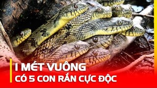 Hòn Đảo 1 MÉT VUÔNG CÓ 5 CON RẮN ĐỘC, Cho 100 Tỷ Cũng Không Ai Dám Đến