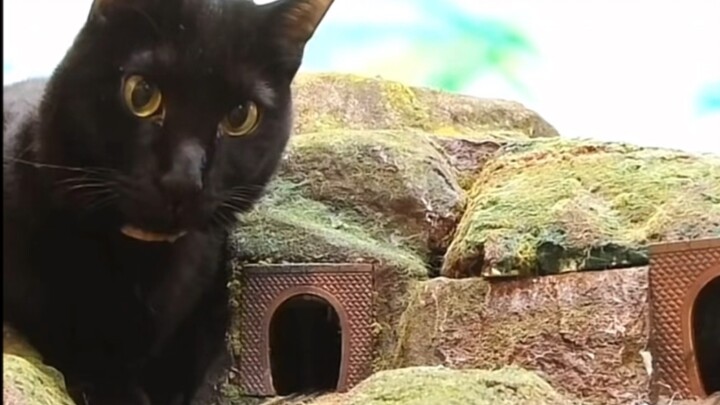 Cat: It’s my first time being a mouse, I’m a little nervous!