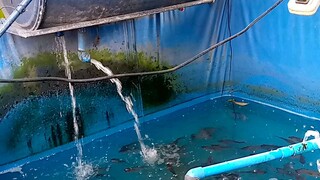 DIY Tilapia pond