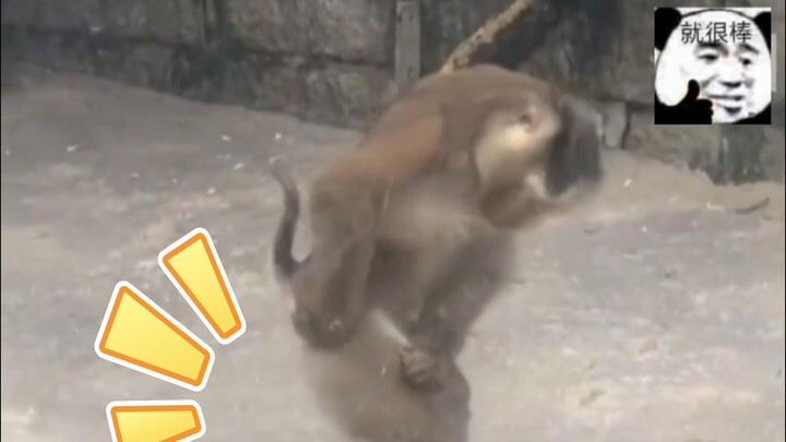 At the zoo, a monkey tried to scare someone but overdid it and pulled a muscle.
