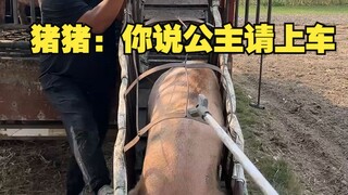 Zhu Zhu: Katamu, "Putri, silakan naik ke mobil."