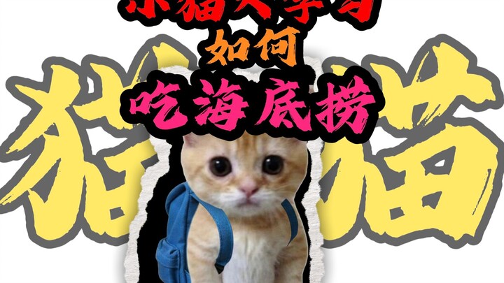 แมวน้อยเรียนรู้วิธีกินอาหารฮั่ยตี้เลาอย่างถูกต้อง