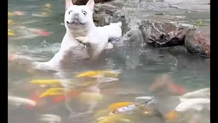 Chó con: Thôi chết rồi, cá định ăn thịt tớ!