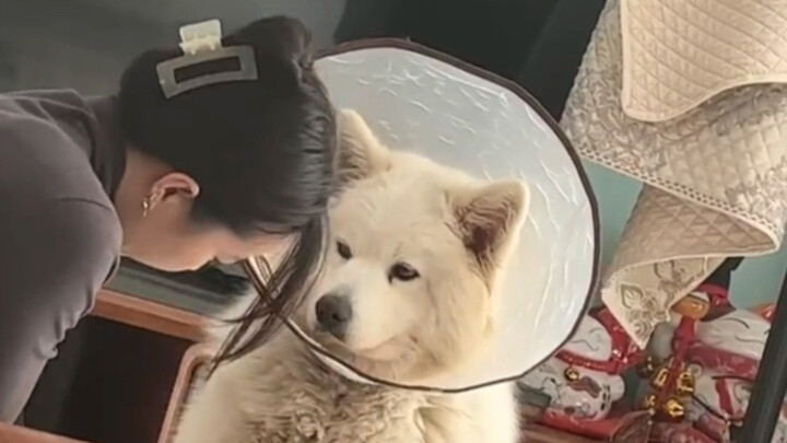 “Menyukai manusia sepertinya sudah tertanam dalam gen anjing”