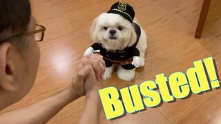 PAWlice Officer Borgy Puts Furdad Behind Bars | Cute & Funny Shih Tzu Dog Video