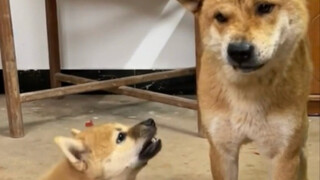 Latar belakang Xiao Huang agak kuat.