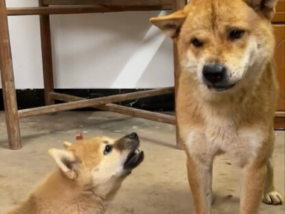 خلفية شياو هوانغ قوية بعض الشيء.