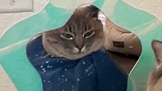 Dubbing hewan | Kucing: Apakah benar ada orang yang tersenyum saat keluar dari salon rambut?