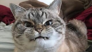 😂 Funniest Cats and Dogs Videos 😺🐶 || 🥰😹 Hilarious Animal Compilation №401