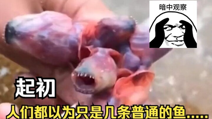 Awalnya, semua orang mengira itu hanyalah beberapa ekor ikan biasa, sampai pada musim panas itu....