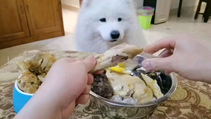 My samoyed dog is energetic when it's time to eat