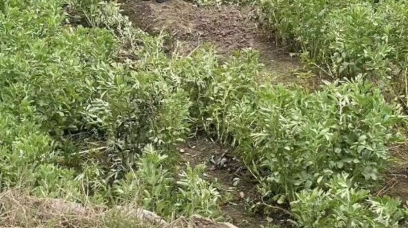 Latest street racing routine: Another one bites the dust—this time, who knows where the head ended u