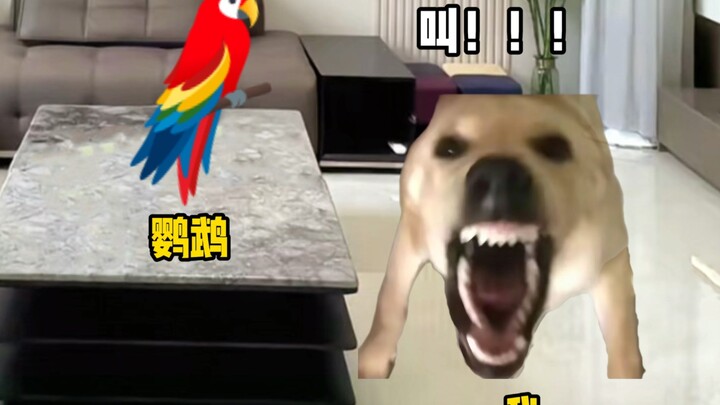 Ketika aku mengajari burung beo meniru suara anjing besar
