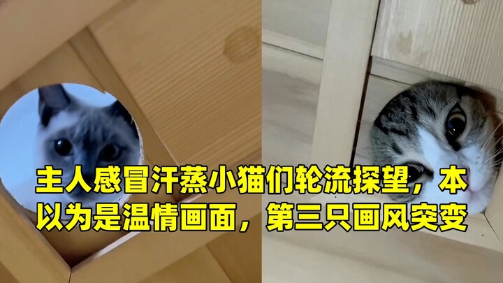 The owner caught a cold and took a sweat bath; the kittens took turns visiting. I thought it would b