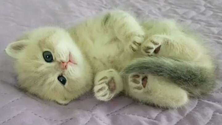 What happens when you tease a grumpy little kitten?