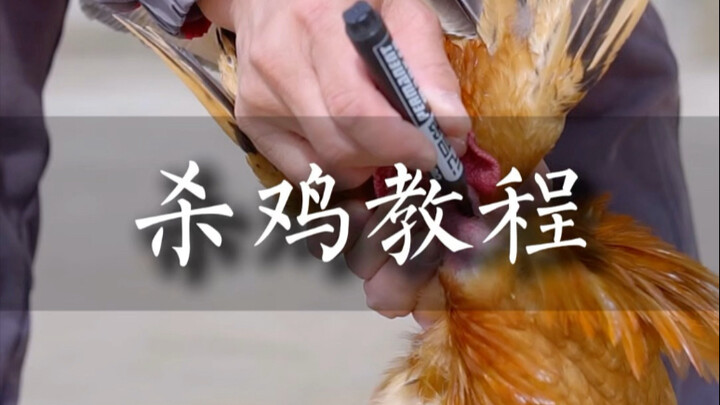 杀鸡教程