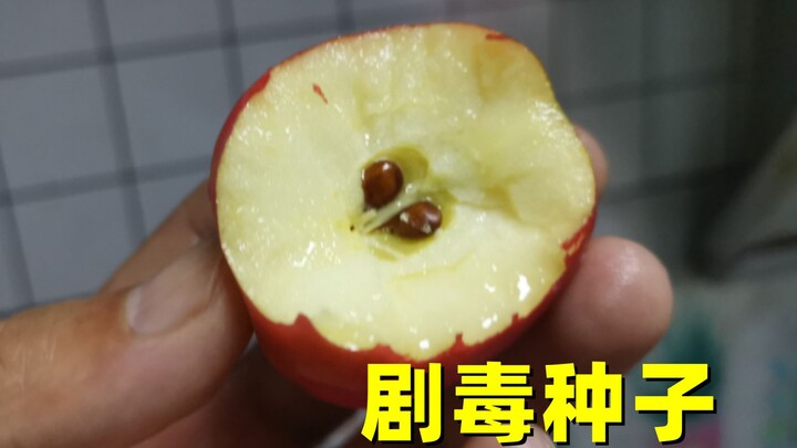 How Toxic Are Apple Seeds, Really? Just 60mg of the extract can be fatal—eye-opening stuff!