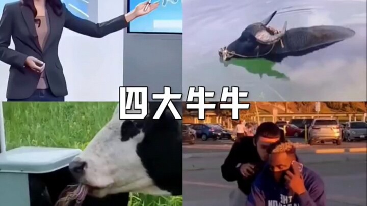 حصيلة أبرز 4 ثيران خارقة