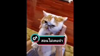 สอนยากสอนเย็น