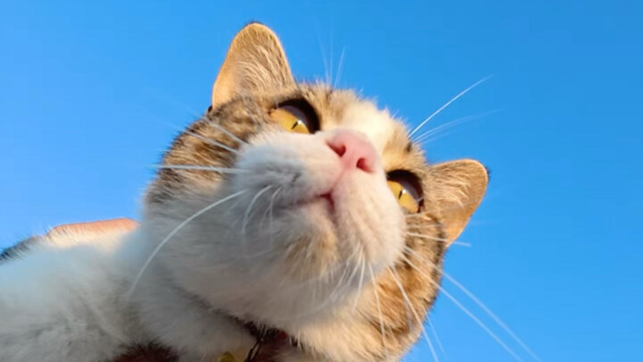What if the kitten did it on its own!