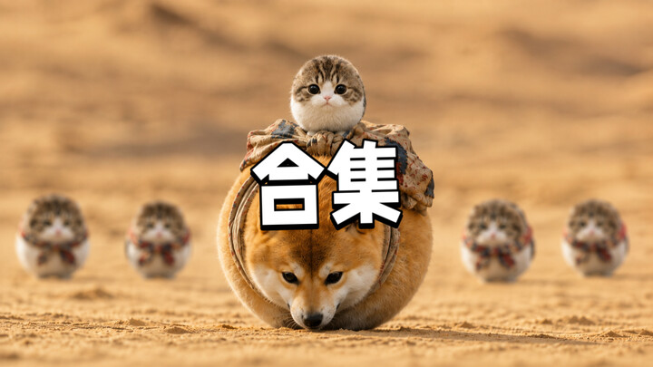 Crispy Triangle Cat | Compilation