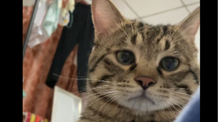 Chú mèo nhỏ đầy tính lễ nghi, trước khi đi ngủ nhất định phải nũng nịu với mẹ đấy!