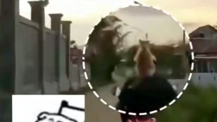 The owner rode a motorcycle and called out, "Little Orange!" And the little orange cat instantly res