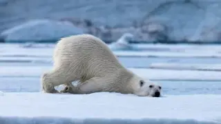 [Animal Knowledge] Polar Bear's childbirth and postpartum process